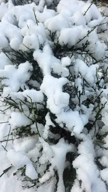 close-up of pine tree with its branches and leaves covered with snow, snowy plants in winter stock photo