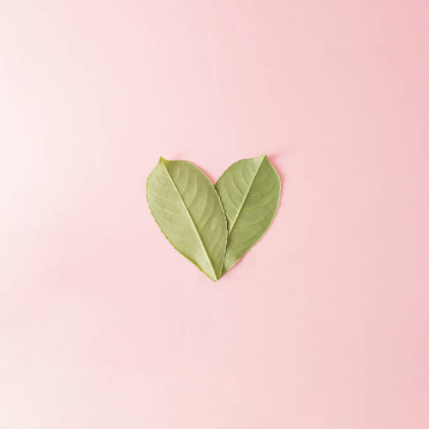istock Two green leaves from the back in a heart shape on bright pink background. Flat lay 1501930809