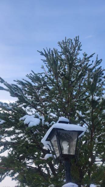 light, black iron lantern with glass in the foreground, covered with snow above, with a snowy pine tree behind and clear sky stock photo