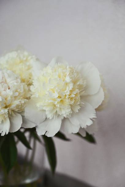 istock A bouquet of white peonies 1501939738