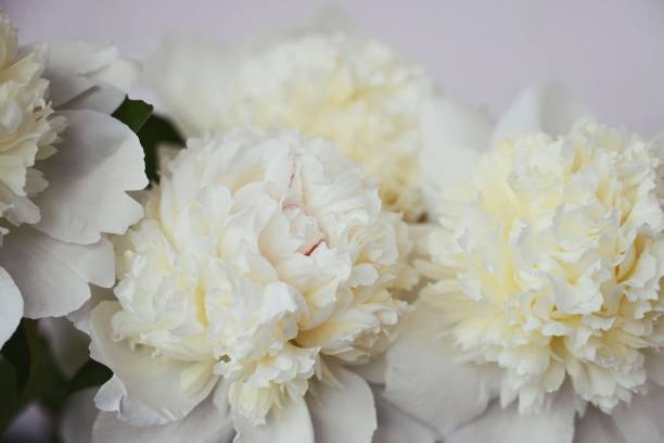 istock A bouquet of white peonies 1501940397