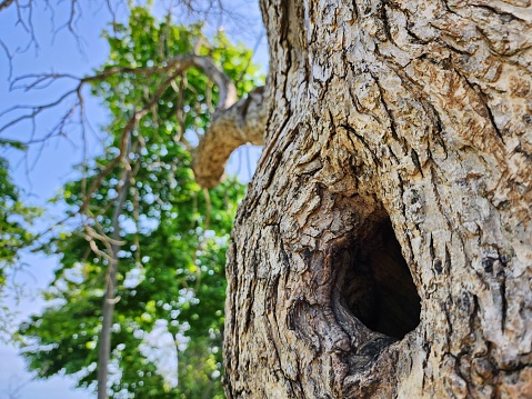 A gaping hole opens into the tree, making the perfect habitat for any wondering wildlife.