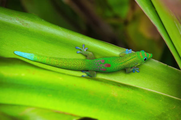 istock Colorful gold dust gecko seen from above. 1501952128
