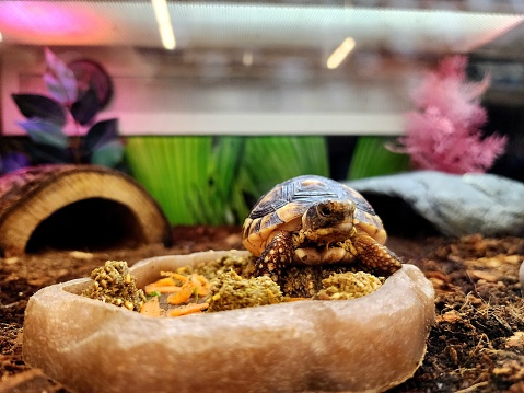 A tortoise stands in its food dish, passing the time until its owner comes home.