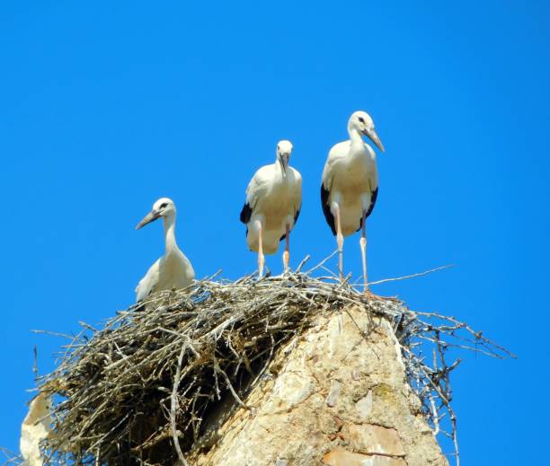 istock storks in the nest in a church 1501961872