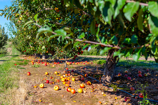 Fallen apples decaying and lying in the dirt under an apple tree at an orchard in Washington State at autumn.