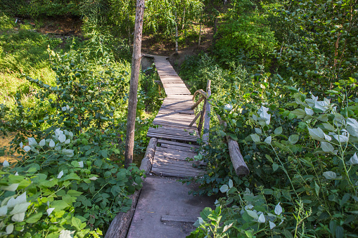 Wooden bridge over the river in the summer forest