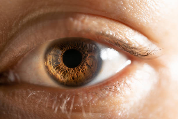 Female Brown Colored Eye With Long Lashes Close Up. Structural Anatomy. Human Iris Macro Detail. Female Brown Colored Eye With Long Lashes Close Up. Structural Anatomy. Human Iris Macro Detail. german iris stock pictures, royalty-free photos & images