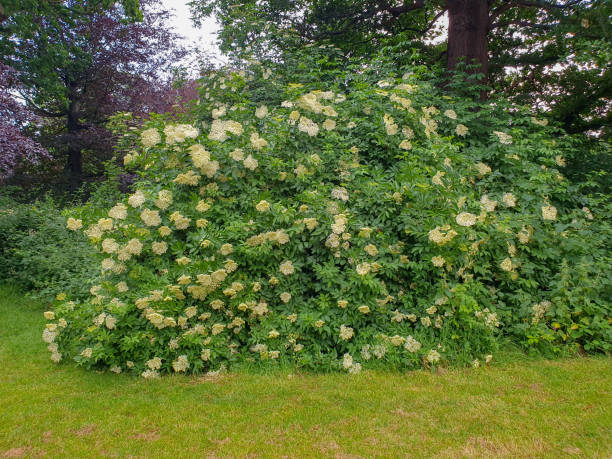 istock A bush with white flowers in a meadows 1501971158