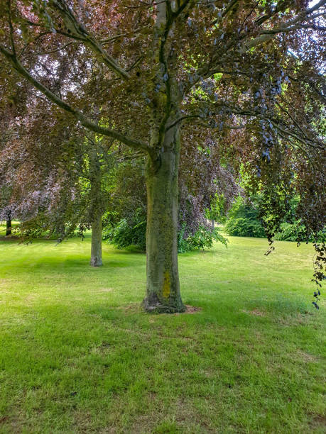 istock A group of trees in a grassy area 1501971216
