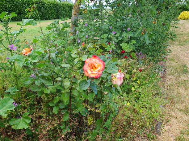 istock A rose bush with many flowers in a garden 1501971362