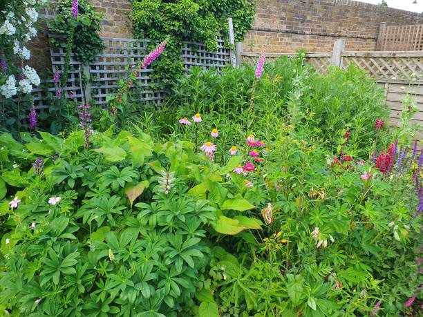 istock A garden with various flowers and a fence 1501971436