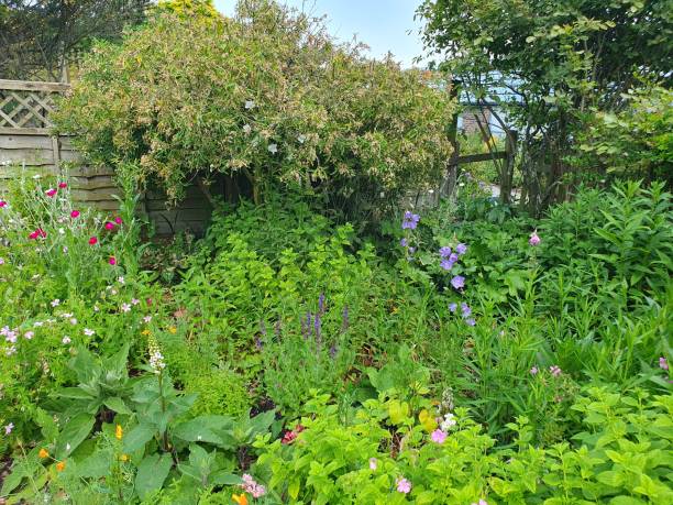 istock A garden with various colored flowers and trees 1501971441