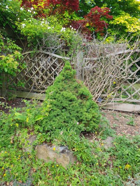 istock A green bush with flowers and plants 1501971497