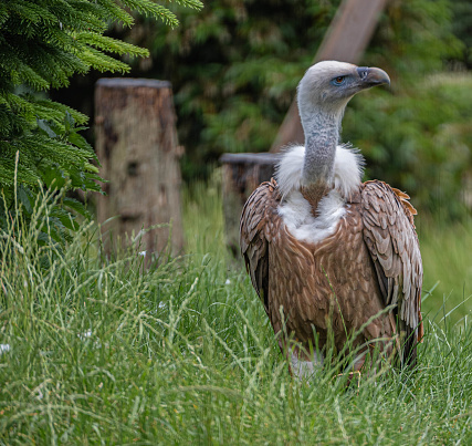 Griffon vulture is resting on a lawn and looking around at Hoenderdaell zoo in Anna Paulowna, North holland (noord-holland), the Netherlands. There are no persons or trademarks in the shot.
