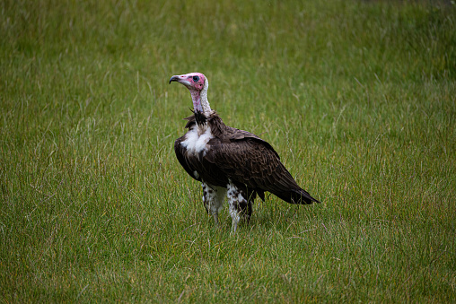 Beautiful hooded vulture stands on grass at Hoenderdaell zoo in Anna Paulowna, Noord holland (noord-holland), the Netherlands. There are no persons or trademarks in the shot.