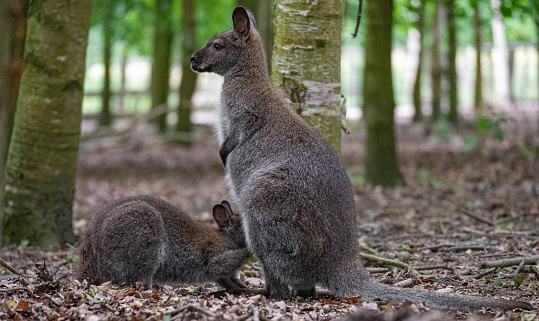 Wallaby cub suckling with her mother at Hoenderdaell zoo in Anna Paulowna, Noord holland (noord-holland), the Netherlands. There are no persons or trademarks in the shot.