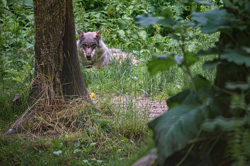 European gray wolf lies on the ground in a forest and looks into the camera at Hoenderdaell zoo in Anna Paulowna, Noord holland (noord-holland), the Netherlands. There are no persons or trademarks in the shot.