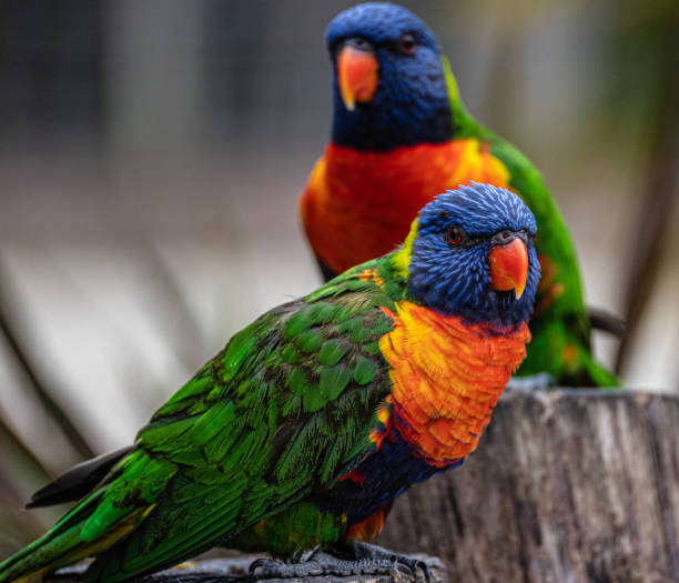 istock Beautiful multi colored lorikeet birds sitting on a tree stump at Hoenderdaell zoo in Anna Paulowna, North holland (noord-holland), the Netherlands 1501973165
