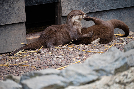 Two otters play with each other in front of their wooden hutch in Hoenderdaell zoo in Anna Paulowna, north (noord) holland, the Netherlands. There are no trademarks or persons in the shot.