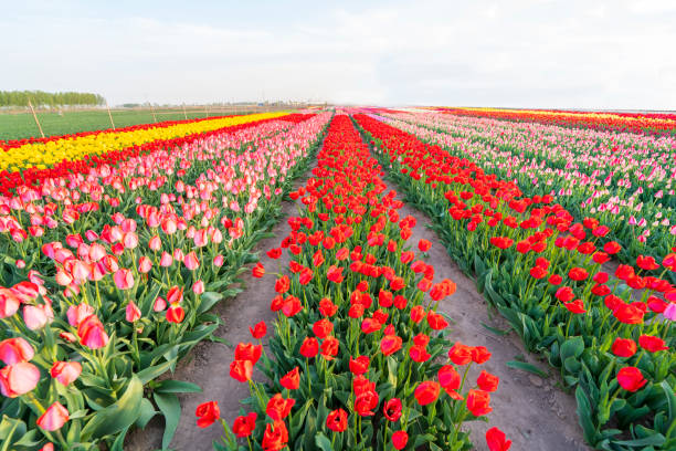istock Beautiful tulips are in full bloom 1501973262