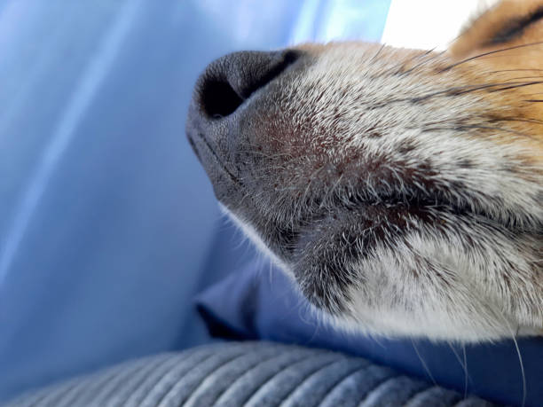 istock Cute muzzle of sleeping dog close-up. Sunny day siesta. 1501973863