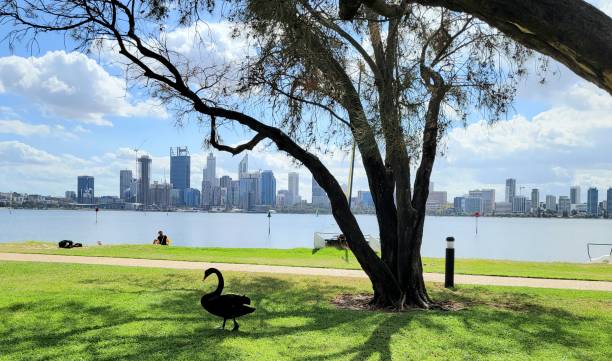 istock Black Swan by Swan River 1501974389