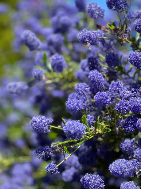 istock Purple flowers 1 1501974435