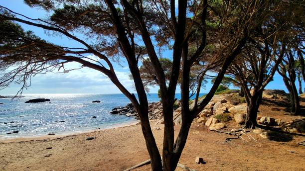 istock Bunker Bay, Naturaliste, Western Australia 1501974513