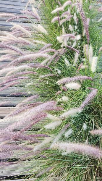 garden ornamental plant, duster grass, grass feather, on Paseo de la Costa de Vicente Lopez with wooden path boards in background stock photo