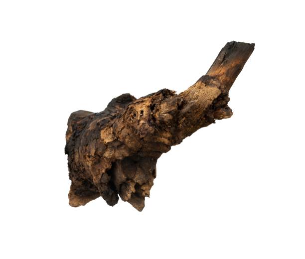 istock Old root of the tree isolated 1501984107