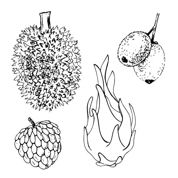 Vector illustration of Black and white exotic fruit vector set isolated on a white background.