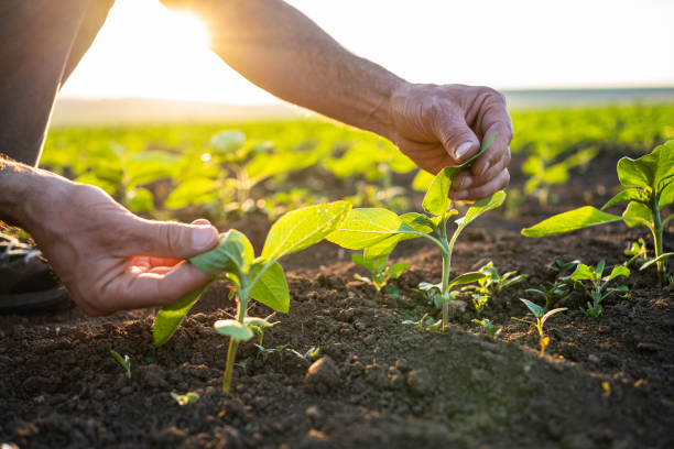 istock Farmer examining sunflower seedlings at sunset. 1501984359