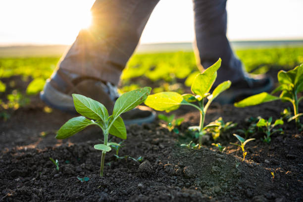 istock Farmer examining sunflower seedlings at sunset. 1501984360