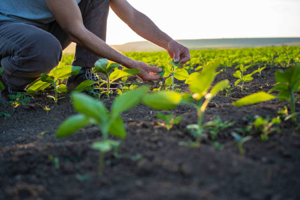 Farmer examining sunflower seedlings at sunset.