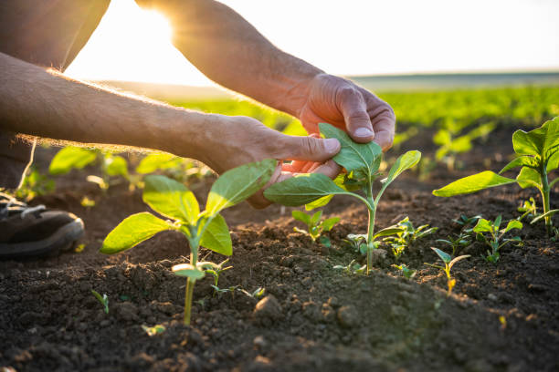 istock Farmer examining sunflower seedlings at sunset. 1501984363