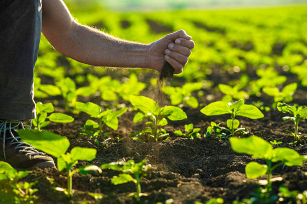 istock Farmer examining sunflower seedlings at sunset. 1501984368