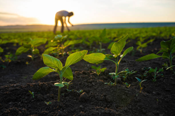 istock Farmer examining sunflower seedlings at sunset. 1501984369