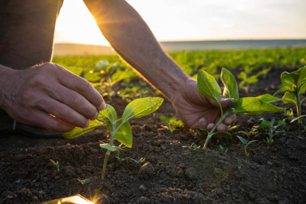 istock Farmer examining sunflower seedlings at sunset. 1501984371