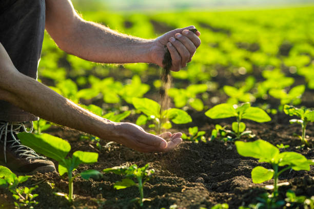 istock Farmer examining sunflower seedlings at sunset. 1501984393
