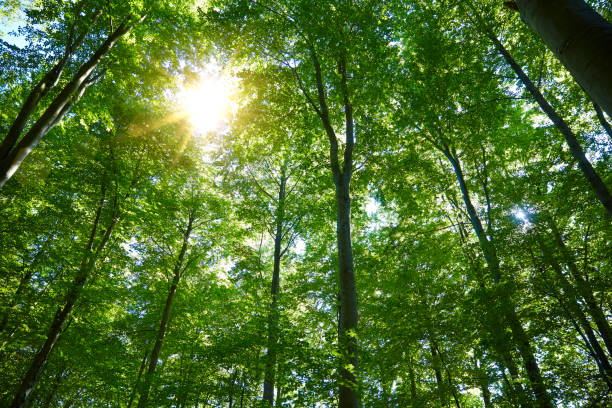 istock Sun in the woods 1501984448