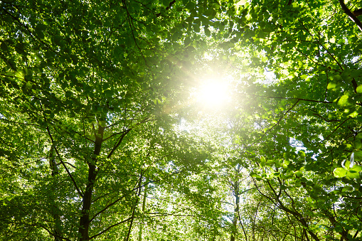Summer forest with a sun shining through the leaves / treetops. The leaves on the trees are bright green