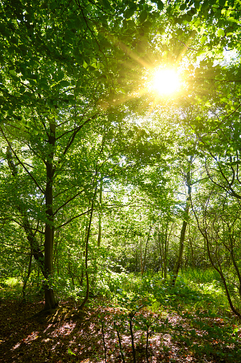 Summer forest with a sun shining through the leaves / treetops. The leaves on the trees are bright green