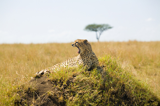 In Okavango Delta In Bostwana