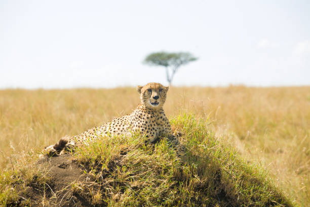 African Cheetah with Acacia Tree stock photo