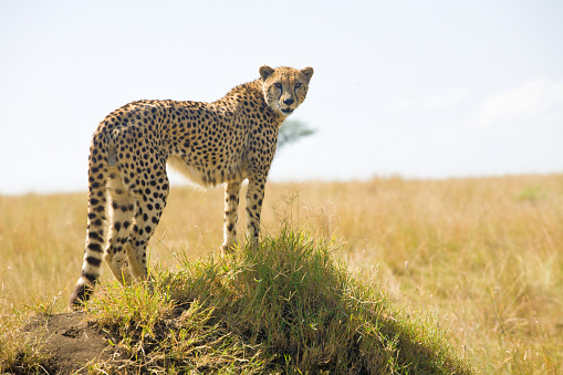 Cheetah on termite mound under acacia tree in Kenya
