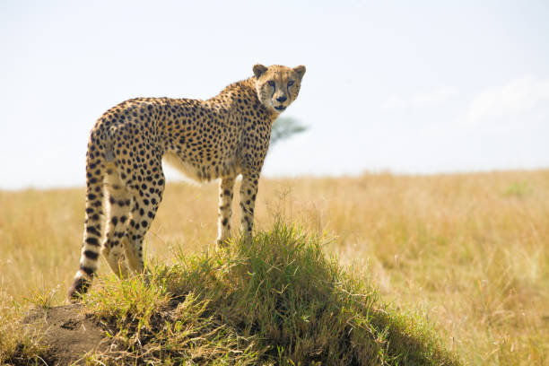 African Cheetah with Acacia Tree stock photo