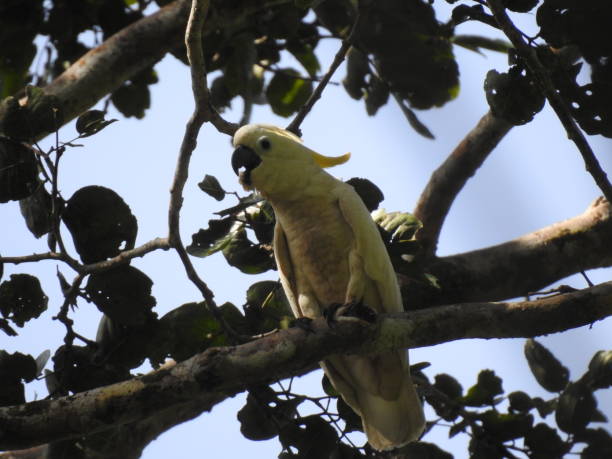 istock Cacatua galerita 1502001187