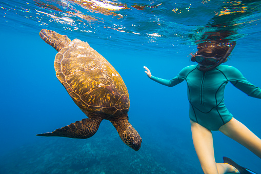 Hawaii girl swimming snorkeling with sea turtles. Happy woman on vacation with snorkel mask lying on Hawaiian sand on Big Island next to sea turtle. Hawaii, USA travel lifestyle image.