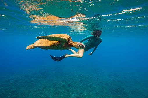 Attractive young woman snorkelling with green sea turtle swimming on the surface of the ocean. Photographed in Maui, Hawaii.